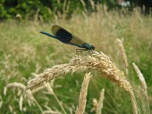 Banded demoiselle resting on grass demoiselle,demoiselles,insect,insects,invertebrate,invertebrates,macro,close up,shallow focus,grass,field,Banded demoiselle,Calopteryx splendens,Insects,Insecta,Broad-winged Damselflies,Calopterygidae