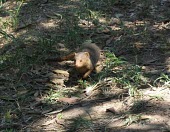 A common dwarf mongoose mammal,mammals,vertebrate,vertebrates,terrestrial,predator,foraging,mongoose,carnivore,Common dwarf mongoose,Helogale parvula,Chordates,Chordata,Herpestidae,Mongooses, Meerkat,Carnivores,Carnivora,Mam