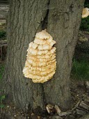 A Laetiporus fungus growing on the side of a tree fungus,fungi,funguses,eukaryotic,mushrooms,mushroom,Agaricomycetes,Polyporales,Polyporaceae,Laetiporus,tree,woodland