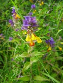Wood cow-wheat Plantae,Lamiales,Orobanchaceae,Melampyrum,Melampyrum nemorosum,Wood cow-wheat,flower,wild flower,flowers,meadow,close up,flora