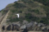 Chinese crested tern in flight with fish Flying,Locomotion,Sterna bernsteini,Chinese crested tern,Chordates,Chordata,Aves,Birds,Charadriiformes,Shorebirds and Terns,Laridae,Gulls, Terns,Chinese crested-tern,Matsu tern,Chinese-crested tern,Th