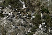 Chinese crested terns in colony of great crested terns Flying,Inter-specific Relationships,Other inter-specific relationships,Locomotion,Sterna bernsteini,Chinese crested tern,Chordates,Chordata,Aves,Birds,Charadriiformes,Shorebirds and Terns,Laridae,Gull