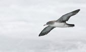 Pink-footed shearwater in flight, view from below Locomotion,Flying,Pink-footed shearwater,Puffinus creatopus,Procellariidae,Shearwaters and Petrels,Ciconiiformes,Herons Ibises Storks and Vultures,Procellariiformes,Albatrosses, Petrels,Chordates,Chor
