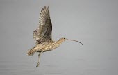 Far eastern curlew in flight Flapping flight,Locomotion,Flying,Numenius madagascariensis,Far eastern curlew,Sandpipers, Phalaropes,Scolopacidae,Chordates,Chordata,Ciconiiformes,Herons Ibises Storks and Vultures,Aves,Birds,Charadr