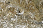 Chinese crested tern on rock calling Adult,Sterna bernsteini,Chinese crested tern,Chordates,Chordata,Aves,Birds,Charadriiformes,Shorebirds and Terns,Laridae,Gulls, Terns,Chinese crested-tern,Matsu tern,Chinese-crested tern,Thalasseus ber