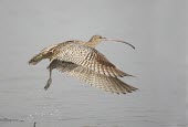 Far eastern curlew in flight Locomotion,Take-off,Flying,Numenius madagascariensis,Far eastern curlew,Sandpipers, Phalaropes,Scolopacidae,Chordates,Chordata,Ciconiiformes,Herons Ibises Storks and Vultures,Aves,Birds,Charadriiforme