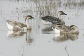 Swan geese resting on water Adult,Locomotion,On top of water,Swimming,Swan goose,Anser cygnoides,Aves,Birds,Ducks, Geese, Swans,Anatidae,Chordates,Chordata,Waterfowl,Anseriformes,Cygnopsis cygnoides,Aquatic,Animalia,Asia,Anser,H