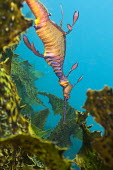 Weedy seadragon floating amongst kelp sea horse,seahorse,sea-horse,sea horses,seahorses,sea-horses,fish,vertebrates,water,underwater,aquatic,marine,marine life,sea,sea life,ocean,oceans,sea creature,sea weed,seaweed,disguise,camouflage,ca