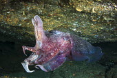 Giant Australian cuttlefish hiding under a crevice cuttlefish,cuttle fish,cephalopod,mollusc,tentacles,invertebrate,invertebrates,water,underwater,aquatic,marine,marine life,sea,sea life,ocean,oceans,sea creature,close up,Giant Australian cuttlefish,S