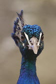Portrait of a peacock peafowl,peacock,male,bird,birds,portrait,face,bill,crown,pretty,blue,shallow focus,close up,Indian peafowl,Pavo cristatus,Captive,Chordates,Chordata,Phasianidae,Grouse, Partridges, Pheasants, Quail, T