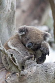 Koala sat in a tree mammal,mammals,vertebrate,vertebrates,terrestrial,Australia,Australian,marsupial,marsupials,endemic,koala,koala bear,koalas,drop bear,claws,cute,fluffy,arboreal,Koala,Phascolarctos cinereus,Diprotodon