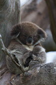 Koala snoozing in a tree mammal,mammals,vertebrate,vertebrates,terrestrial,Australia,Australian,marsupial,marsupials,endemic,koala,koala bear,koalas,drop bear,cute,fluffy,arboreal,asleep,sleep,sleeping,nap,nap time,rest,Koala