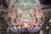 Portrait of a lizardfish fish,vertebrates,water,underwater,aquatic,marine,marine life,sea,sea life,ocean,oceans,sea creature,lizard fish,lizardfish,face,close up,handsome,teeth,mouth,portrait,Lizardfish