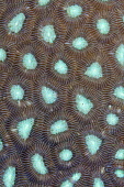 Close up of coral polyps coral,corals,coral reef,reef,invertebrate,invertebrates,marine invertebrate,marine invertebrates,marine,marine life,sea,sea life,ocean,oceans,water,underwater,aquatic,sea creature,macro,close up,blue,