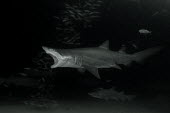 Sand tiger shark hunting mackerel shark,sharks,elasmobranch,elasmobranchs,elasmobranchii,predator,marine,marine life,sea,sea life,ocean,oceans,water,underwater,aquatic,sea creature,mackerel,fish,feeding,eating,hunting,hunt,food,eat,di