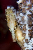 Close up of a seahorse clinging to coral sea horse,seahorse,sea-horse,sea horses,seahorses,sea-horses,fish,vertebrates,water,underwater,aquatic,marine,marine life,sea,sea life,ocean,oceans,sea creature,macro,close up,reef,coral,coral reef