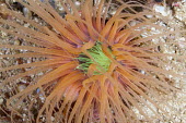 Close up of a sea anemone sea anemone,anemone,neon,reef,invertebrate,invertebrates,marine invertebrate,marine invertebrates,marine,marine life,sea,sea life,ocean,oceans,water,underwater,aquatic,sea creature,close up,orange