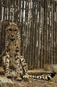 A cheetah chained in a zoo enclosure cat,cats,feline,felidae,predator,carnivore,zoo,spots,spotted,big cat,chained,chains,trapped,prisoner,prison,collar,collared,sad,human impact,lonely,Cheetah,Acinonyx jubatus,Chordates,Chordata,Carnivor