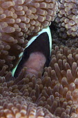 Clarkâs anemonefish hiding in a sea anemone fish,vertebrates,water,underwater,aquatic,marine,marine life,sea,sea life,ocean,oceans,sea creature,face,hiding,anemone,anemone fish,macro,close up,tentacles,protection,habitat,Clarkâs anemonefish,