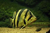 Siamese tiger perch swimming Locomotion,Siamese tiger perch,Datnioides pulcher,Actinopterygii,Ray-finned Fishes,Chordates,Chordata,Bass and Perches,Perciformes,Coius pulcher,Datnioides,Ponds and lakes,Streams and rivers,IUCN Red
