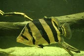 Siamese tiger perch Adult,Siamese tiger perch,Datnioides pulcher,Actinopterygii,Ray-finned Fishes,Chordates,Chordata,Bass and Perches,Perciformes,Coius pulcher,Datnioides,Ponds and lakes,Streams and rivers,IUCN Red List,