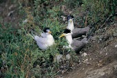 Chinese crested tern with two great crested terns Other inter-specific relationships,Inter-specific Relationships,Sterna bernsteini,Chinese crested tern,Chordates,Chordata,Aves,Birds,Charadriiformes,Shorebirds and Terns,Laridae,Gulls, Terns,Chinese c