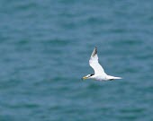Chinese crested tern in flight Locomotion,Flying,Sterna bernsteini,Chinese crested tern,Chordates,Chordata,Aves,Birds,Charadriiformes,Shorebirds and Terns,Laridae,Gulls, Terns,Chinese crested-tern,Matsu tern,Chinese-crested tern,Th
