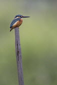 A kingfisher perching on a post male,bird,birds,perched,perch,perching,green background,shallow focus,bill,Kingfisher,Alcedo atthis,Aves,Birds,Chordates,Chordata,Coraciiformes,Rollers Kingfishers and Allies,Alcedinidae,Kingfishers,M