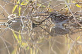 A common snipe hunting in the water bird,birds,wetland,wetlands,water,freshwater,bill,hunting,fishing,reflection,snipe,camouflaged,camouflage,Common snipe,Gallinago gallinago,Charadriiformes,Shorebirds and Terns,Aves,Birds,Chordates,Cho