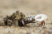 A male fiddler crab by its burrow crab,crabs,crustacean,crustaceans,exoskeleton,claw,claws,reef,reef life,Animalia,Arthropoda,Crustacea,marine,marine life,sea,sea life,ocean,oceans,water,underwater,aquatic,sea creature,hole,sand,beach