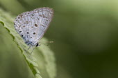 Common hedge blue butterfly during dry season Animalia,Arthropoda,Insecta,Lepidoptera,Lycaenidae,Acytolepis,Acytolepis puspa,insect,insects,invertebrate,invertebrates,macro,shallow focus,close up,fly,leaf,negative space,butterfly,butterflies,gree
