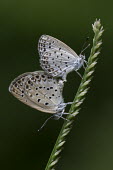 Pale grass blue butterflies mating Animalia,Arthropoda,Insecta,Lepidoptera,Lycaenidae,Pseudozizeeria,Pseudozizeeria maha,butterfly,butterflies,insect,insects,invertebrate,invertebrates,macro,close up,shallow focus,pair,mating,couple,re