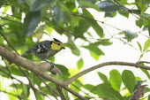 Yellow-cheeked tit bird,birds,tit,Animalia,Chordata,Aves,Passeriformes,Paridae,Machlolophus spilonotus,yellow,Yellow-cheeked Tit