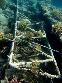 An artificial reef providing substrate for coral coral,corals,coral reef,reef,invertebrate,invertebrates,marine invertebrate,marine invertebrates,marine,marine life,sea,sea life,ocean,oceans,water,underwater,aquatic,sea creature,artificial reef,Cora