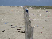 A beach littered with waste coast,coastal,coastline,beach,litter,trash,pollution,human impact,plastic pollution,waste,tide,tidal,plastic,landscape