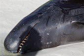 A dead whale stranded on a beach beach,coast,coastal,coastline,tide,tidal,stranding,whale,whales,whale stranding,beaching,cetacean stranding,close up,dead,teeth,mouth