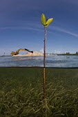 A lone mangrove shoot sprouting from sea grass mangrove,mangroves,coast,coastal,coastline,human impact,humans,people,development,environment,habitat,landscape,deforestation,sea grass,seagrass,pasture,ecosystem,threat,ocean threat,habitat loss