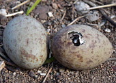 A crane egg hatching bird,birds,crane,cranes,egg,eggs,chick,brood,hatchling,hatchlings,shell,hatching