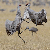 Sandhill cranes squabbling bird,birds,crane,cranes,wetland,wader,waders,wading bird,flying,flight,in-flight,action,motion,jumping,jump,fight,fighting,rivalry,Sandhill crane,Grus canadensis,Chordates,Chordata,Gruiformes,Rails an