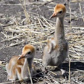 A pair of crane chicks bird,birds,crane,cranes,chick,chicks,young,hatchling,hatchlings,fluffy,baby,babies,close up