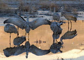 A flock of sandhill cranes at low light bird,birds,crane,cranes,wetland,wader,waders,wading bird,water,lake,pond,reflection,low light,soft light,sunset,sun down,dusk,Sandhill crane,Grus canadensis,Chordates,Chordata,Gruiformes,Rails and Cra