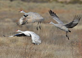 Sandhill cranes flying over a field bird,birds,crane,cranes,wetland,wader,waders,wading bird,flying,flight,in-flight,action,motion,Sandhill crane,Grus canadensis,Chordates,Chordata,Gruiformes,Rails and Cranes,Aves,Birds,Gruidae,Grasslan