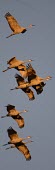 A flock of sandhill cranes in flight bird,birds,crane,cranes,wetland,wader,waders,wading bird,flying,flight,in-flight,action,motion,Sandhill crane,Grus canadensis,Chordates,Chordata,Gruiformes,Rails and Cranes,Aves,Birds,Gruidae,Grasslan