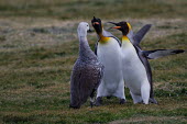 Two king penguins angry at upland goose getting too close King penguin,penguins,penguin,upland goose,Chloephaga picta,geese,goose,fight,fighting,aggressive,aggression,angry,cross,anger,territory,territorial,bird,birds,Aptenodytes patagonicus,Sphenisciformes,