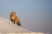 A red fox walks over a snow covered sand dune as the late evening sun shines on it cold,fox,fur,orange,red fox,snow,walking,white,winter,foxes,snowy,ice,negative space,mammal,vertebrate,vertebrates,terrestrial,furry,canidae,predator,scavenger,hunter,Red fox,Vulpes vulpes,Chordates,C