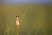 A seaside sparrow perches on some tall marsh grass Seaside sparrow,sparrow,bird,birds,Animalia,Chordata,Aves,Passeriformes,Passerellidae,Ammospiza maritima,alert,grass,green background,looking,marsh grass,perched,perch,perching,shallow focus,Ammodramu