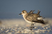 A black-bellied plover shakes out it feathers blue,blue sky,beach,feathers,fluffy,morning,preening,sand,shake,shells,shallow focus,close up,preen,bird,birds,coastal,cute,plover,plovers,shorebird,Grey plover,Pluvialis squatarola,Aves,Birds,Ciconii