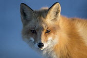 The late evening sun lights up one side of a red fox blue,fox,fur,orange,red fox,foxes,mammal,mammals,vertebrate,vertebrates,terrestrial,furry,canidae,predator,scavenger,hunter,face,looking at camera,shallow focus,ears,Red fox,Vulpes vulpes,Chordates,Ch
