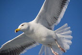 A great black-backed gull flying against a bright blue sky on a sunny day blue,blue sky,black-backed gull,black backed gull,gull,gulls,adult,feathers,flying,in flight,action,sunny,tail,white,wings,summer,sea side,coast,coastal,bird,birds,Great black-backed gull,Larus marinu