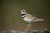 A somewhat alert killdeer stands watch on top of an old log on a sunny morning stripes,profile,green background,shallow focus,bird,birds,close up,plovers,Killdeer,Charadrius vociferus,Charadriidae,Lapwings, Plovers,Aves,Birds,Chordates,Chordata,Ciconiiformes,Herons Ibises Storks